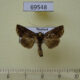 69548p Noctuidae Ctenoplusia kosemponensis Thailand $8