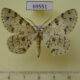 69551p Geometridae Ophthalmitis basiscripta Thailand $8