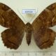 69554p Noctuidae Feigeria mycerina f Dominicana $12