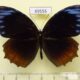 69555p Nymphalidae Elymnias hypermnestra tinctoria Thailand $12