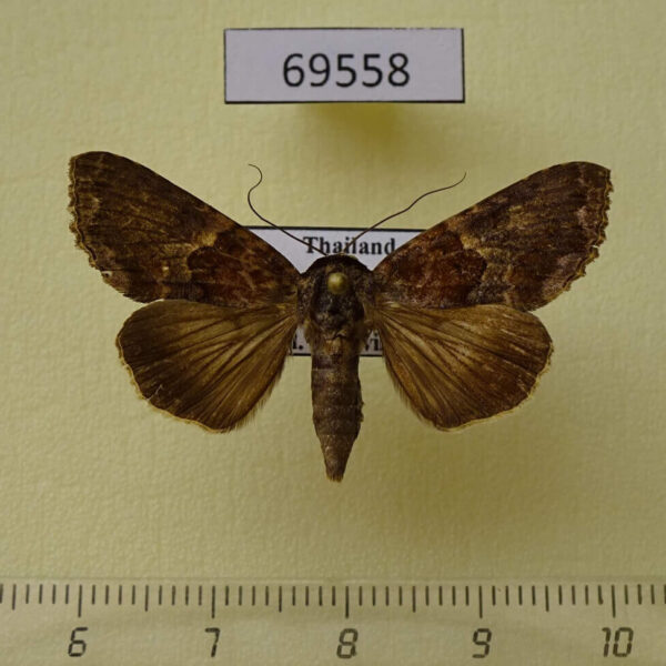 Euteliidae Odontodes aleuca Thailand