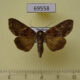 69558p Euteliidae Odontodes aleuca Thailand $6