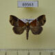 69563p Noctuidae Euphiuche picta Thailand $8