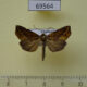 69564p Noctuidae Plusiodonta wahri Thailand $8