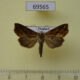69565p Noctuidae Plusiodonta wahri Thailand $10