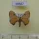 69567p Bombycidae Trilocha friedeli Thailand $6