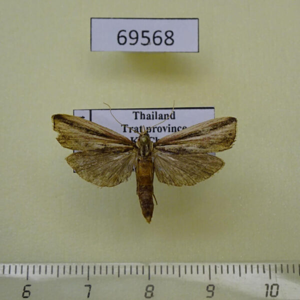 Crambidae sp. Thailand