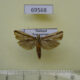 69568p Crambidae sp. Thailand $3