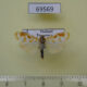 69569p Arctiidae Cyana costifimbria Thailand $7