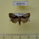 69574p Noctuidae Chytonix umbrifera Thailand $9