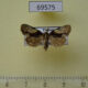 69575p Noctuidae Chytonix umbrifera f Thailand $9