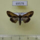 69578p Euteliidae Lophoptera sp. Thailand $6