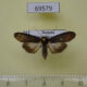 69579p Euteliidae Lophoptera tenuis Thailand $10