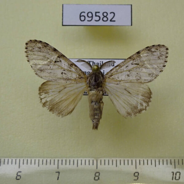 Lymantridae Lymantria sp. gyulaii Thailand