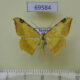69584p Geometridae Luxiaria phyllosaria Thailand $2