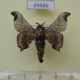 69586p Bombycidae Bombyx pseudohuttoni Thailand $7