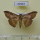 69587p Noctuidae Tiruvaca subcostalis Thailand $7