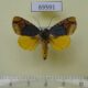 69591p Noctuidae Ramadasa plumbeola Thailand $40