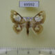 69592p Lymantridae Carriola seminsula Thailand $8