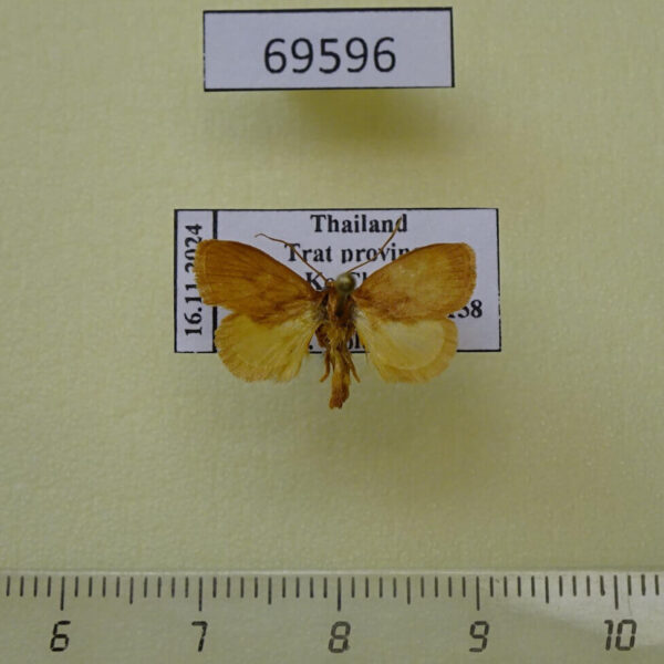 Limacodidae Flavinarosa glaesa Thailand