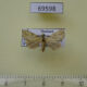 69598p Noctuidae Chorsia perversa Thailand $3