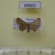 69601p Noctuidae Nechesia albotentata Thailand $7