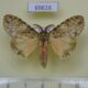 69616p Lymantridae Lymantria liedgensi Thailand $9