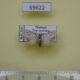 69622p Noctuidae Nola fasciata Thailand $9