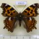 69625p Nymphalidae Nymphalis vau-album Primorye $6