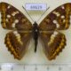 69629p Nymphalidae Apatura ilia Transbaikal reg. $8