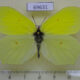 69631p Pieridae Gonepteryx aspasia Primorye $6
