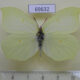 69632p Pieridae Gonepteryx aspasia f Primorye $6