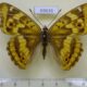 69636p Nymphalidae Apatura metis f Primorye $15