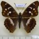 69637p Nymphalidae Apatura ilia Primorye $8
