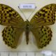 69638p Nymphalidae Argynnis pandora Kazakhstan $10