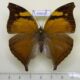 69639p Nymphalidae Doleschallia bisaltide siamensis Thailand $6