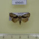69643p Noctuidae Chytonix umbrifera Thailand $9