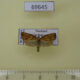 69645p Tortricidae Pandemis lamprosana Thailand $7