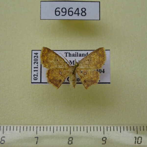 Geometridae Chrysocraspeda tristicula Thailand