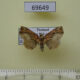 69649p Noctuidae Eugnathia jugosa Thailand $8