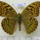 69652p Nymphalidae Argynnis pandora Kazakhstan $12