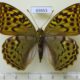 69653p Nymphalidae Argynnis pandora Kazakhstan $12