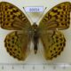 69654p Nymphalidae Argynnis pandora Kazakhstan $9