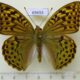 69655p Nymphalidae Argynnis pandora Kazakhstan $9