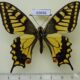 69656p Papilionidae Papilio machaon ussuriensis Primorye $7