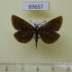 69657p Hesperidae Leptalina unicolor Primorye $12