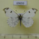 69659p Pieridae Paramidea scolymnus f Primorye $6