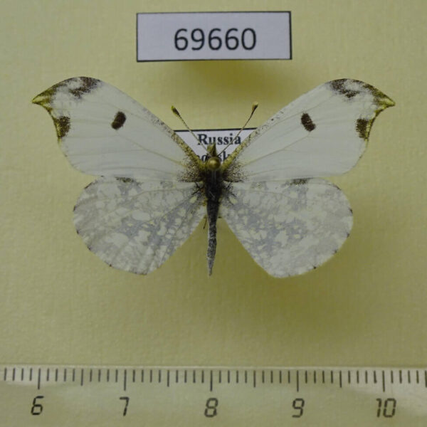Pieridae Paramidea scolymnus f Primorye