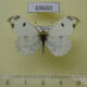 69660p Pieridae Paramidea scolymnus f Primorye $6