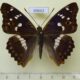 69662p Nymphalidae Apatura ilia Primorye $7